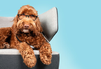 Labradoodle dog with glasses and stethoscope on sofa chair with blue color background. Cute fluffy dog with tilted head and listening expression. Pet health care and animal concept. Selective focus.