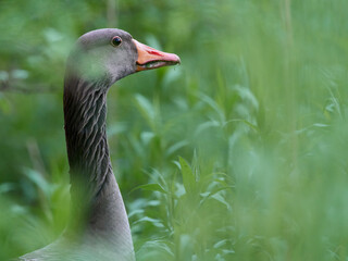 Portrait of a Greylag Goose (Anser anser), Germany