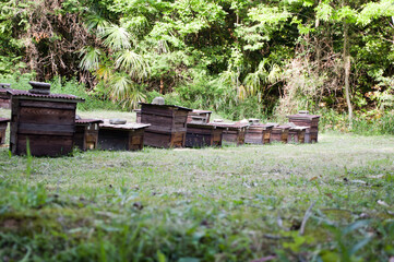 森の中にある養蜂