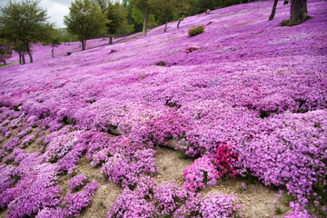 鮮やかな芝桜