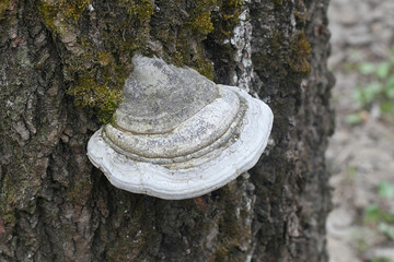 Phellinus populicola,  a polypore living on aspen (Populus tremula), wild fungus from Finland