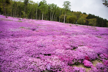 鮮やかな芝桜