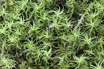 Tortella tortuosa, commonly known as frizzled crisp-moss