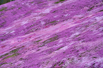 鮮やかな芝桜