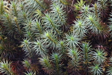 Polytrichum juniperinum, commonly known as juniper haircap or juniper polytrichum moss, an...