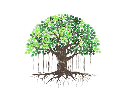 Banyan tree image vector illustrations