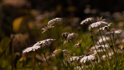 Beautiful Flowers White Lilies 