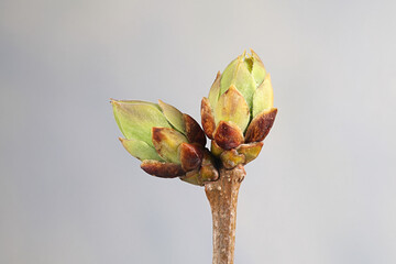 Leaf buds of common lilac, Syringa vulgaris