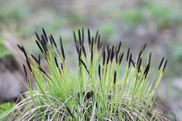 Carex nigra ssp. juncella, known as common sedge, black sedge or smooth black sedge