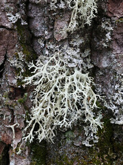 Evernia prunastri, also known as oakmoss, a beautiful lichen used widely in perfume industry as a fixative