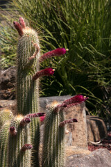 Sydney Australia, springtime in the cactus garden a torch cacti with purple flowers
