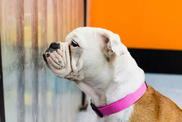 Abwaschbare Fototapete Französische Bulldogge アメリカンブルドッグの子犬　17週 
