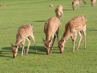 朝ご飯の芝生を食べる奈良公園の鹿達