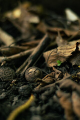 Close up of a acorn