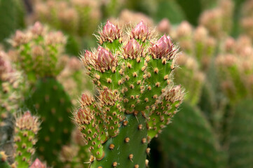 Sydney Australia, prickly pear leaves with flower buds 