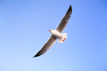 Seagull is flying in the blue sky. It is a seabird, usually grey and white. It takes live food (crabs and small fish).