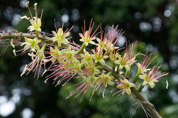Sydney Australia, flower stem of a falcata agave native to mexico