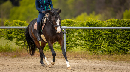 Horse with rider on the riding arena, shot at gallop in the turn from the front in the carrying...