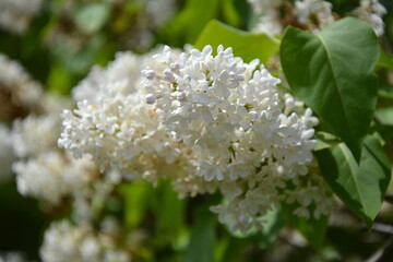 北海道のライラック_Lilac2