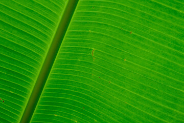 Tropical green banana leaf nature texture