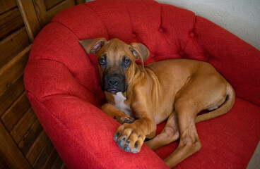 Brown boxer puppy dog ​​lying on couch looking at camera