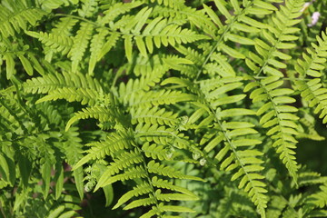 オトギリソウ（オトギリソウ科）