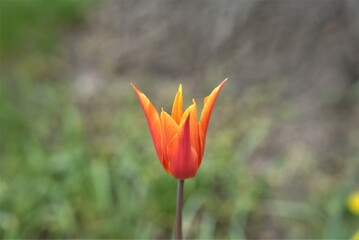 Ballerina tulip flower bulb