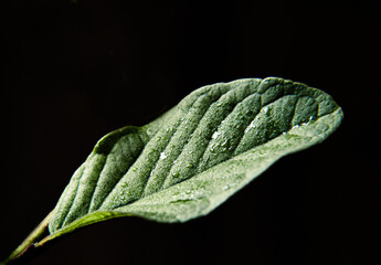 One Bright green leaf isolated on black background. Abstract texture, natural green background.