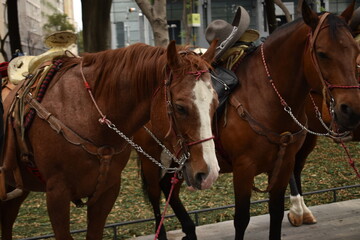 Caballo Enfoque único