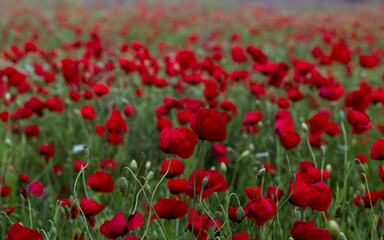 Poppy field. Bright red flowers on a background of green grass.