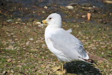 The Seagull, William Hawrelak Park, Edmonton, Alberta