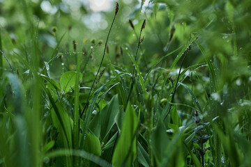 gren, nature, grass, leaf, forest