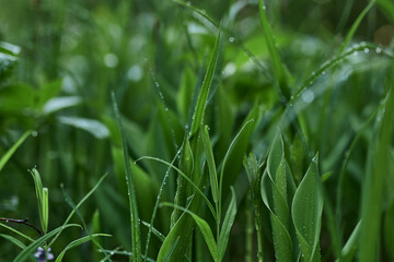 gren, nature, grass, leaf, forest