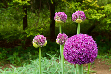 A unique allium giganteum flower with large spherical flowers.