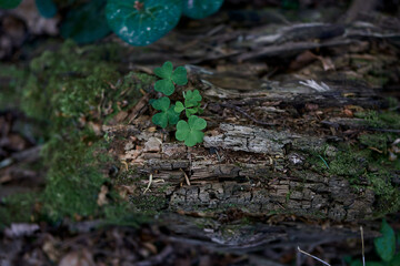 gren, nature, grass, leaf, forest