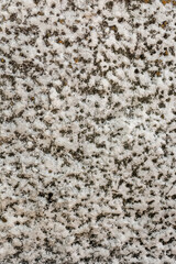 The rough structure of the stone is covered with mold. Natural background and texture of the stone.