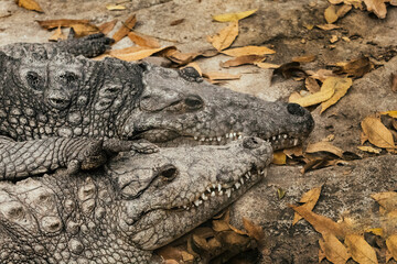 Pareja de cocodrilos. Cocodrilo.