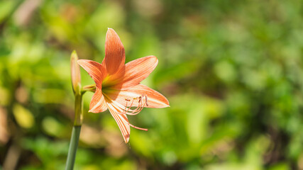 Hippeastrum is a plant in the family. There are about 90 species of Amaryllidaceae