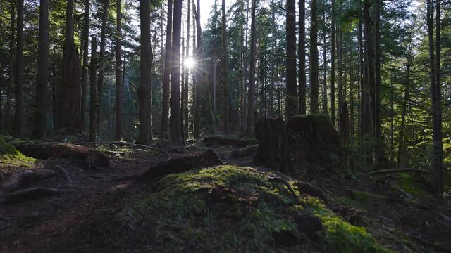 Caucasian Woman Trail Running in the Green Forest surrounded by beautiful trees. Taken in Squamish, British Columbia, Canada.