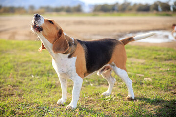 Beagle barking on the nature  - obrazy, fototapety, plakaty