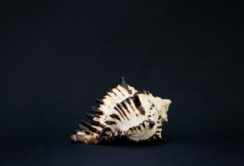 sea shell on black background