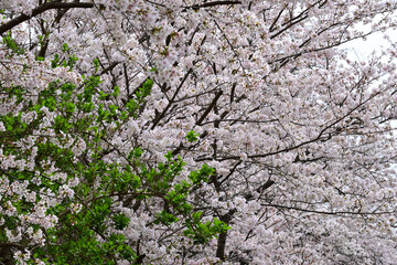 三重県伊勢市　五十鈴川と伊勢神宮（内宮）周辺の桜