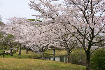 三重県伊勢市　五十鈴川と伊勢神宮（内宮）周辺の桜