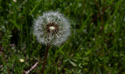 dandelion on green background