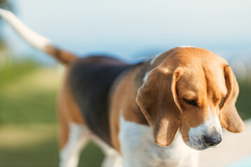 Portrait of a beagle