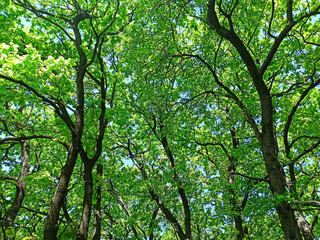 spring forest photographed-close-up
