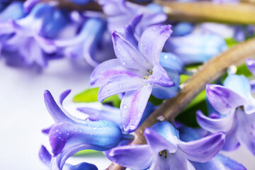 Beautiful hyacinth flowers on white background, closeup