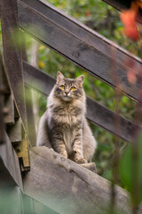 Chamam&eacute; enjoying the autumn afternoons