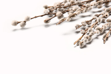 Willow branches on light background