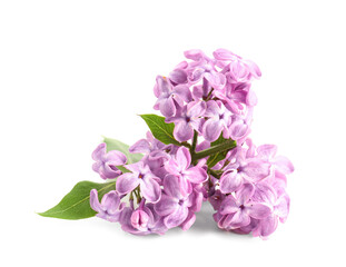 Naklejka na ściany i meble Beautiful lilac flowers on white background